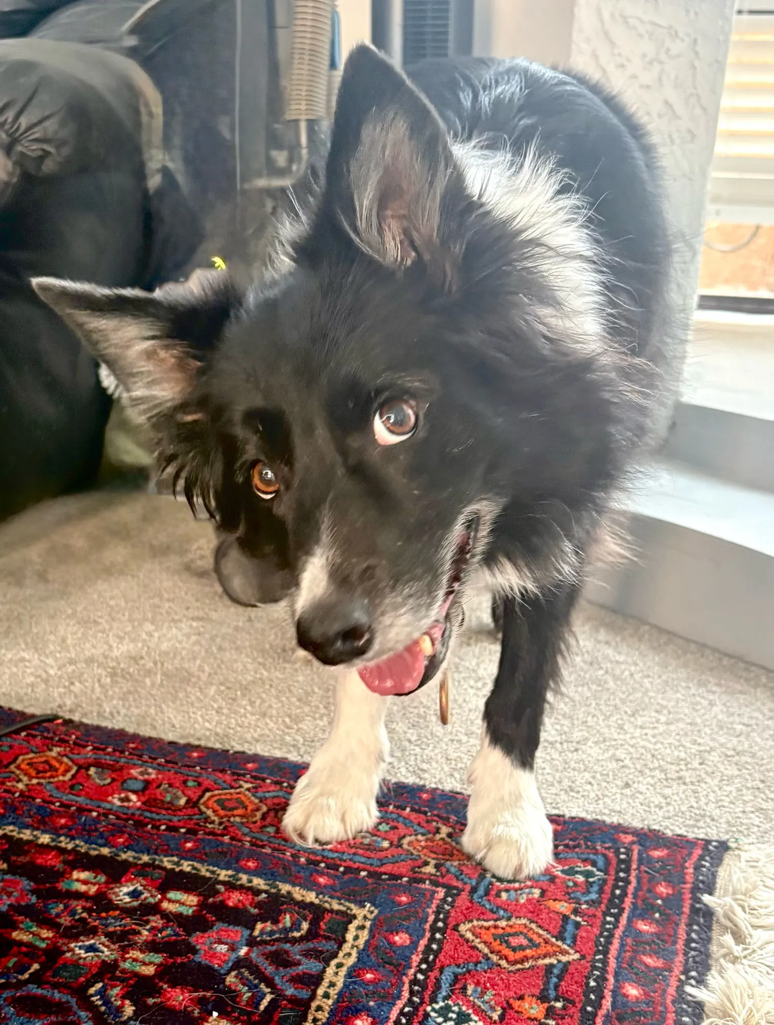 Attentive border collie waiting on a Persian rug in a sunlit Phoenix home