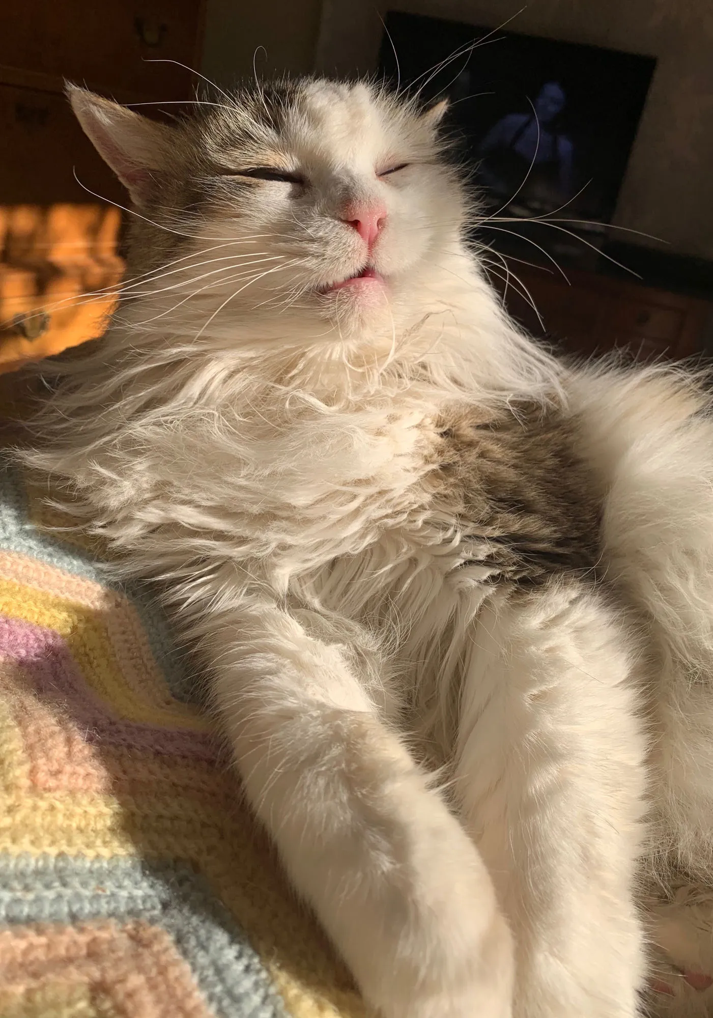 Calico cat napping happily in a warm sunbeam at home