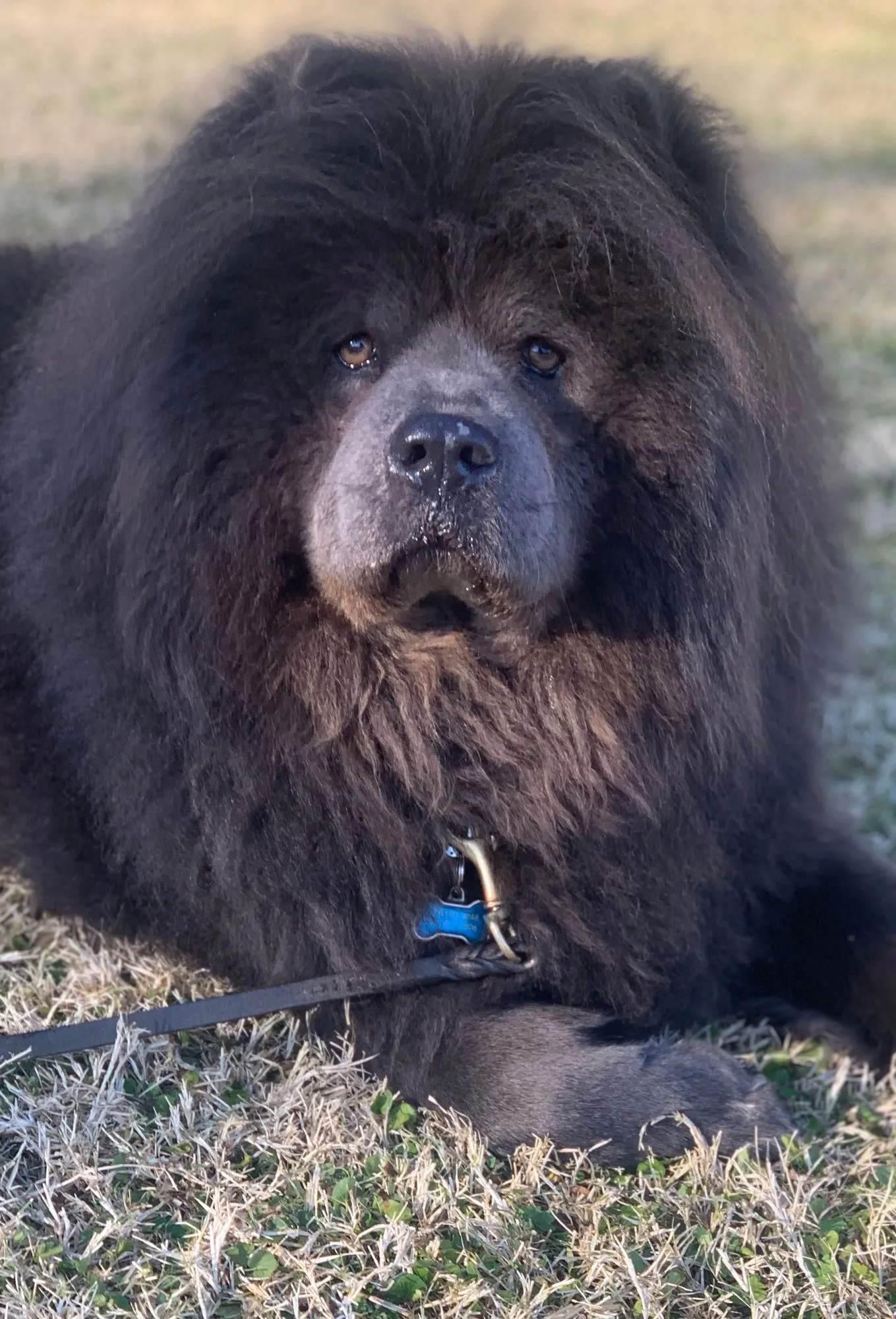 Black chow chow resting on grass in golden light
