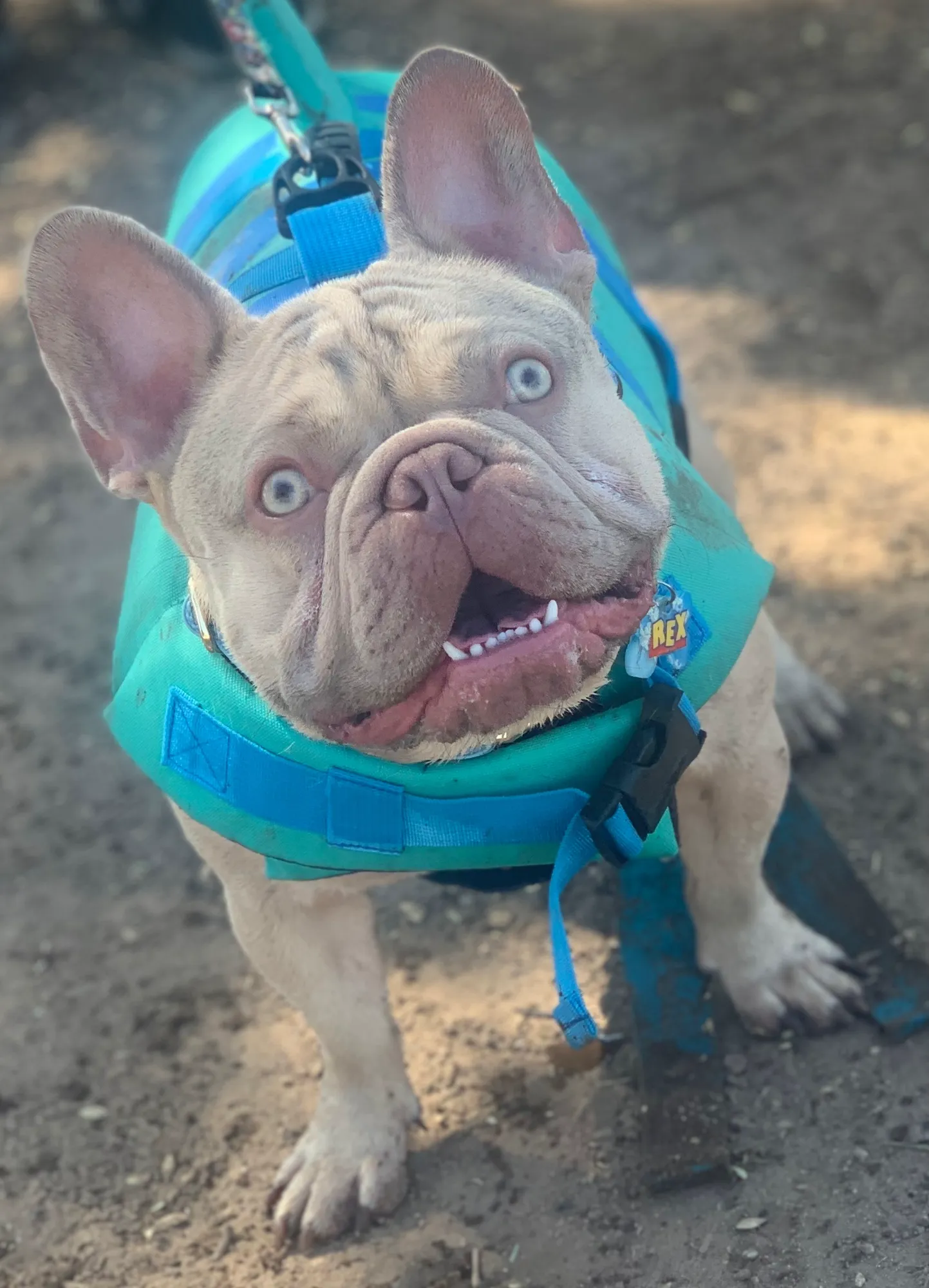 Wide-eyed French bulldog wearing a teal harness on a Phoenix walk