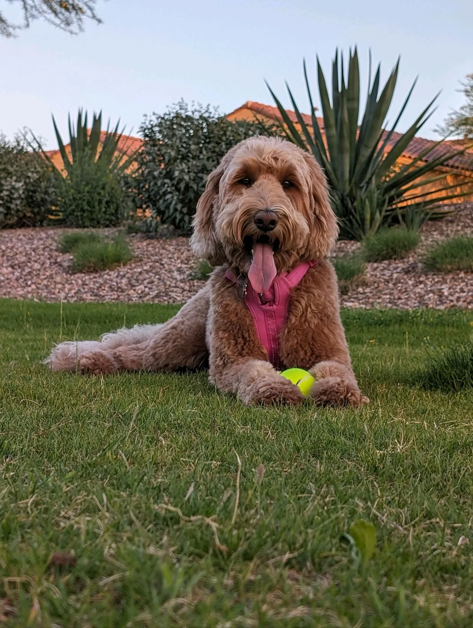 Golden doodle relaxing on a green lawn with yucca plants and a Phoenix adobe roof behind