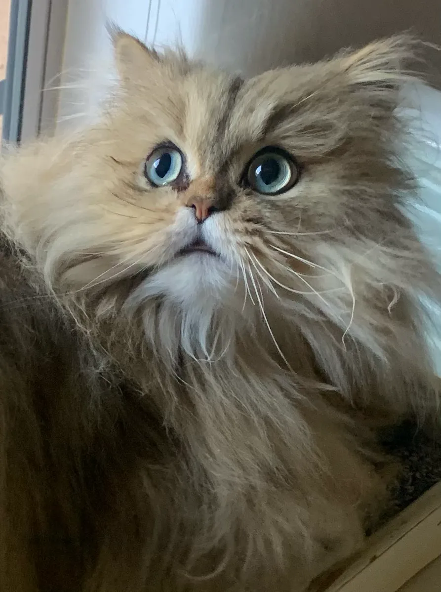 Long-haired persian cat looking up curiously