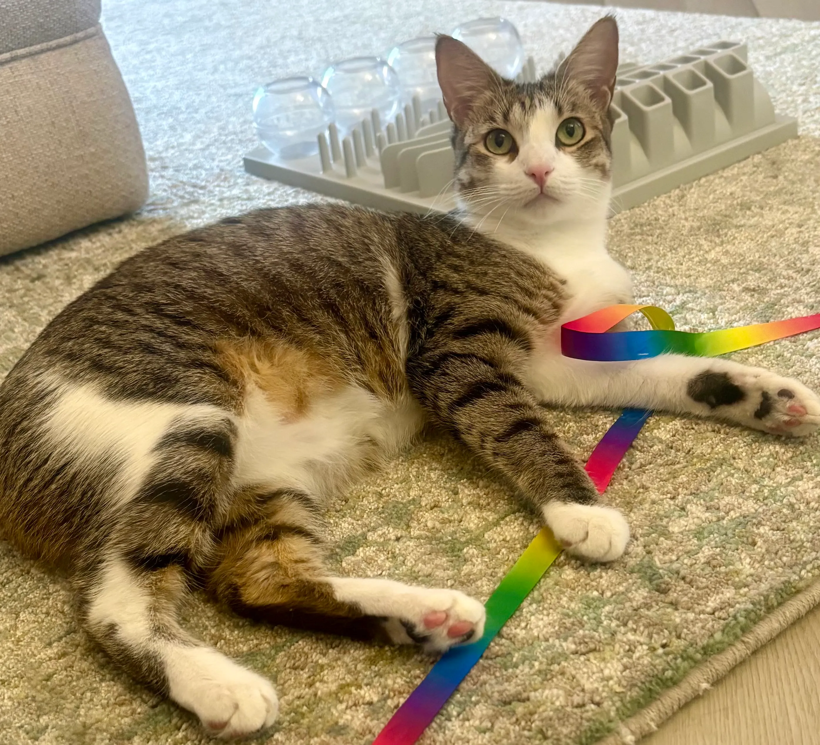 A tabby and white cat playing with a rainbow ribbon toy
