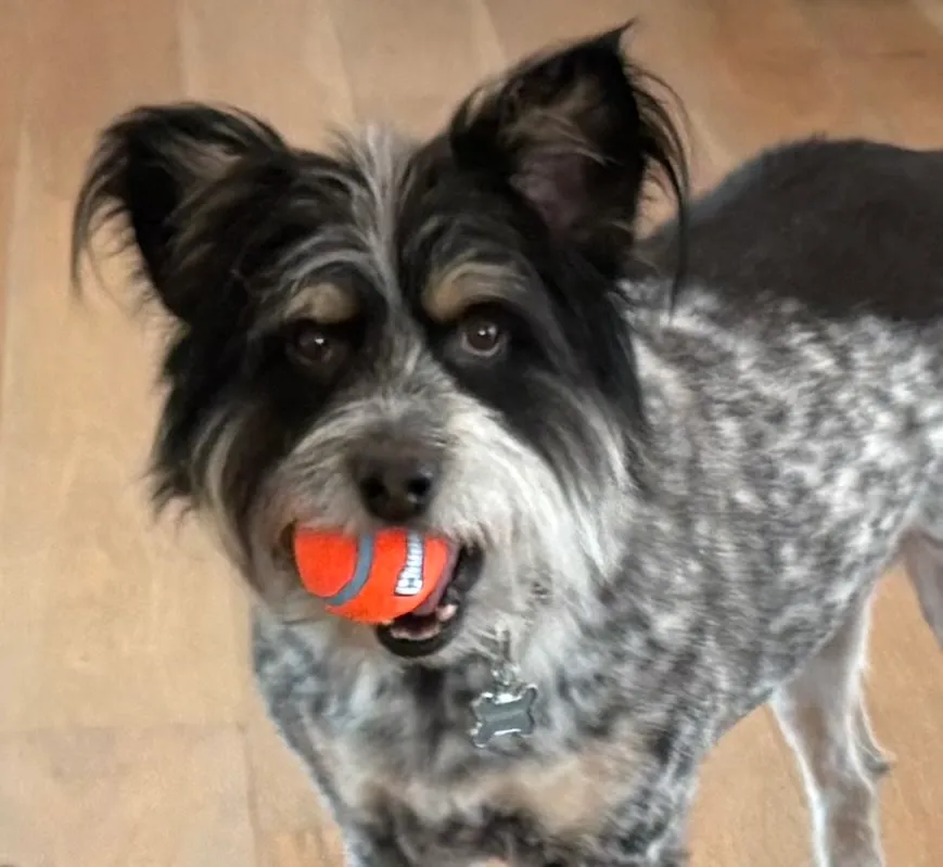 A black and grey terrier mix holding an orange ball