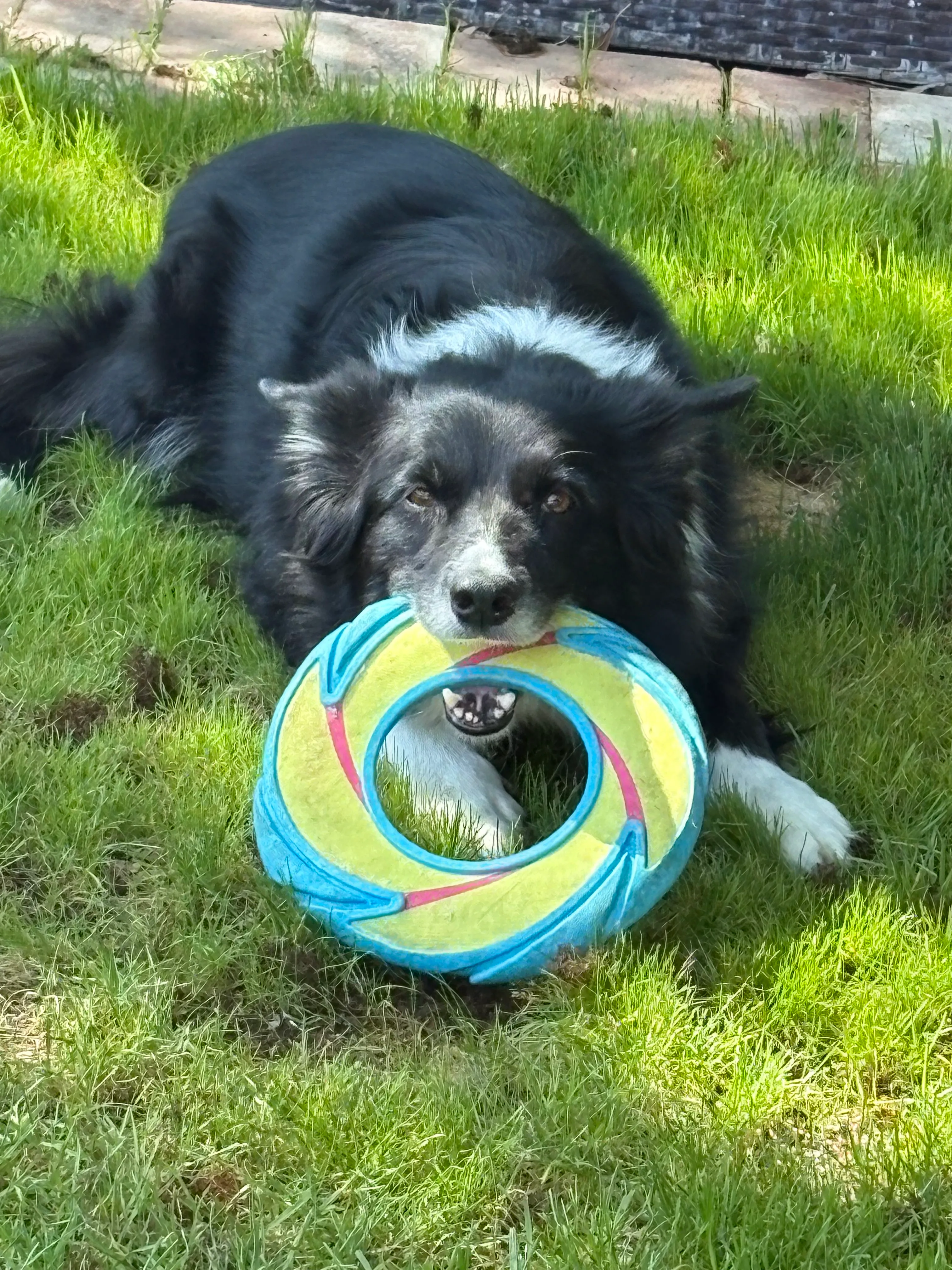 A black and grey fluffy dog playing with a ring toy in the grass