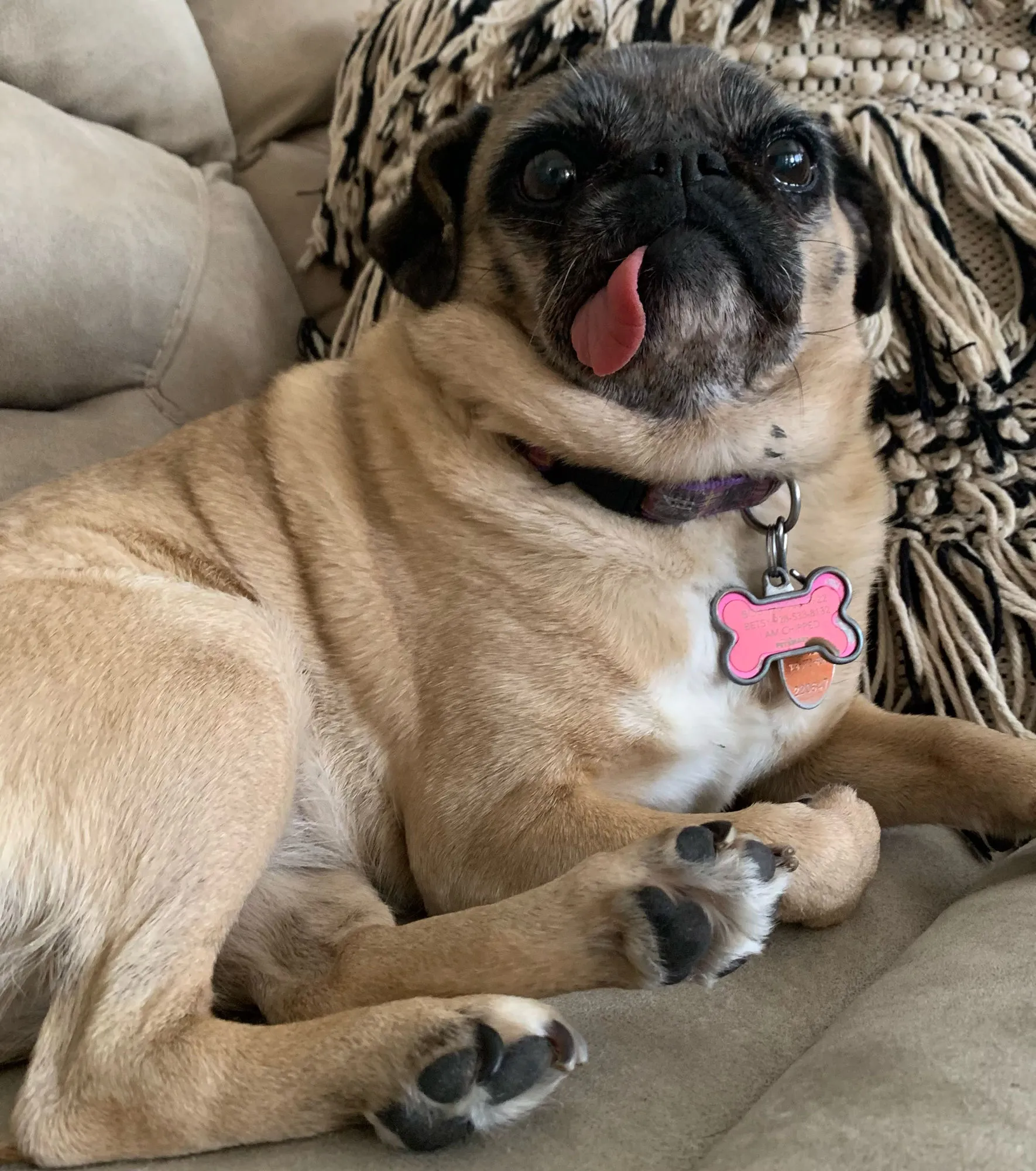 Senior pug lounging contentedly on a couch with tongue out