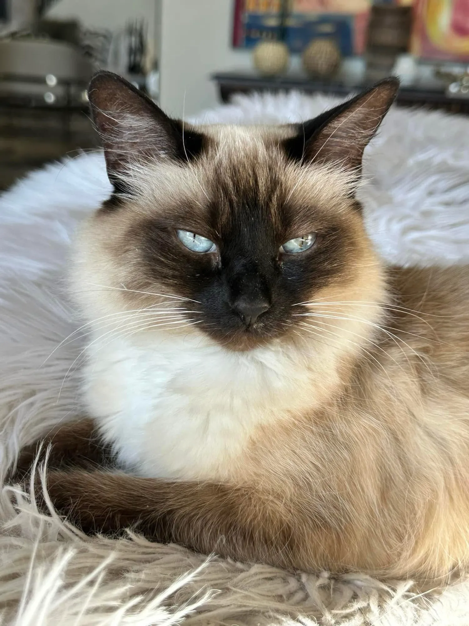Siamese cat resting on a fluffy white bed