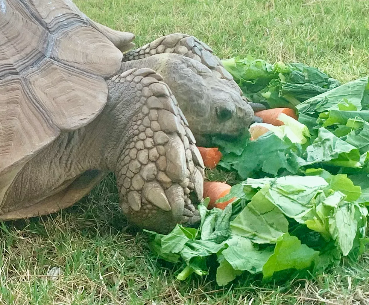 Sulcata tortoise eating fresh greens and carrots in the grass