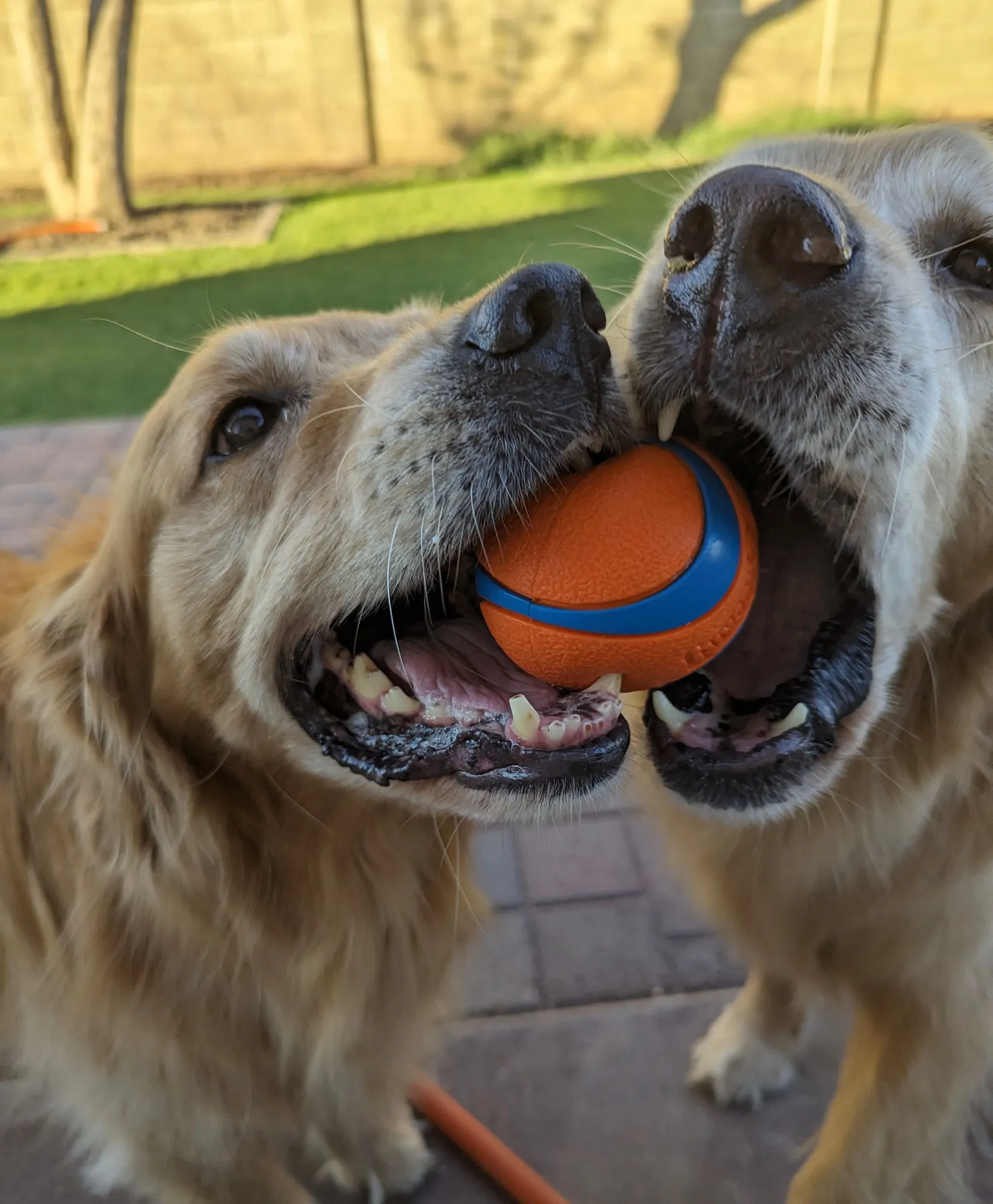 Two golden retrievers excitedly sharing a ball in a Phoenix backyard